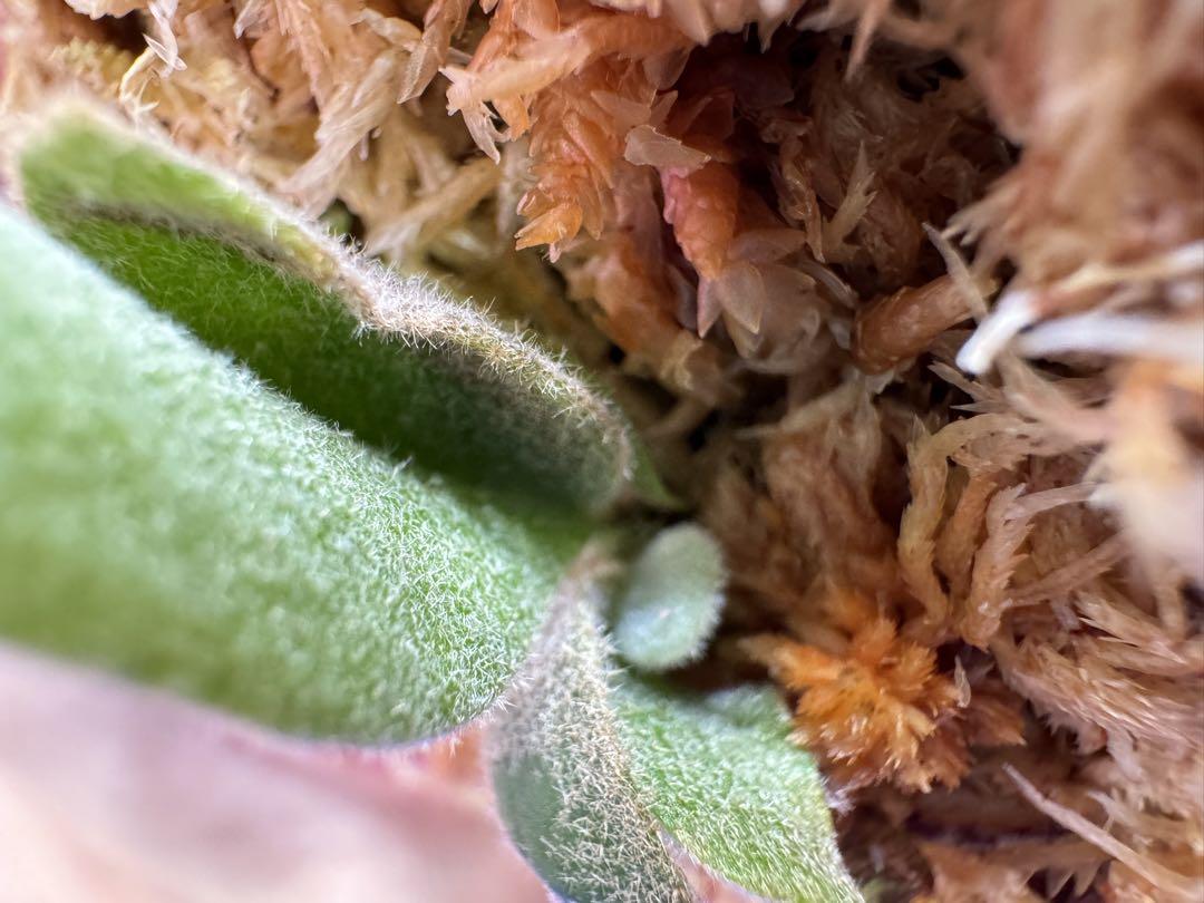 Bogor Suddan dwarf spore pup ビカクシダ