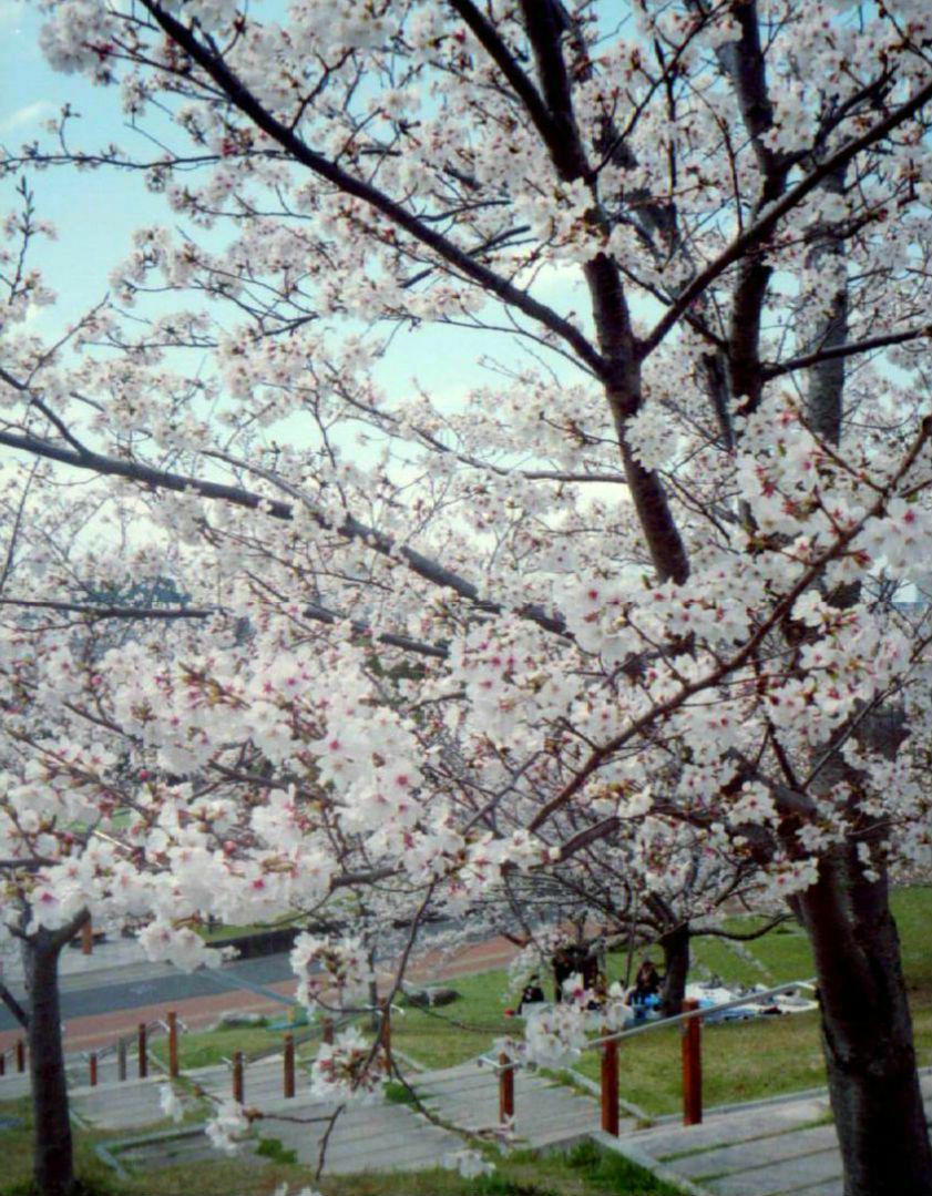 OLYMPUS PEN EE-2【実写済みの動作品です】