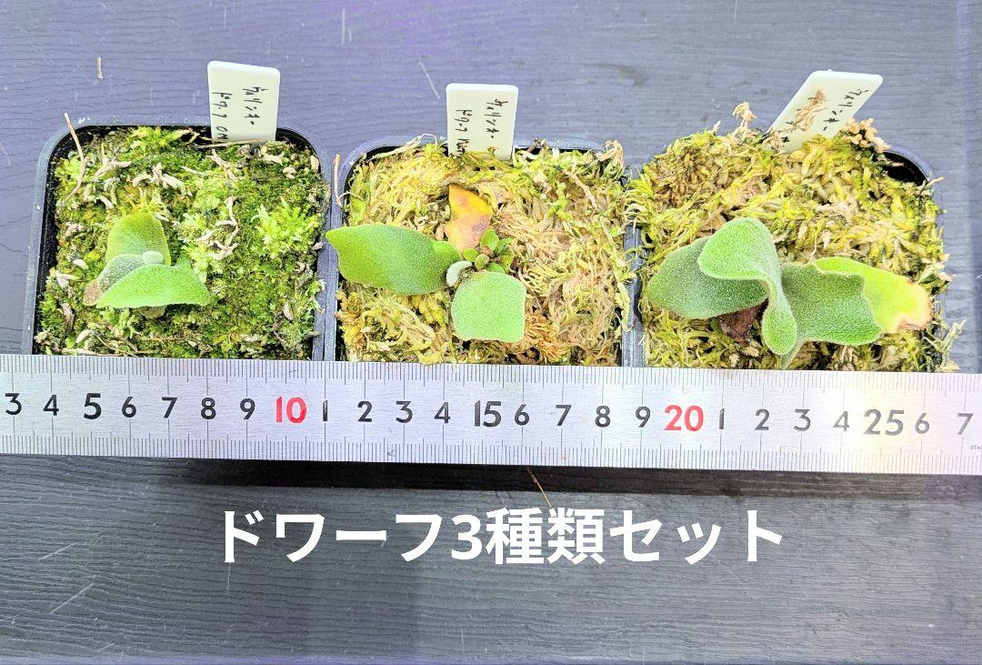 ビカクシダ苗、ドワーフ3種類セットB ビカクシダ苗、ドワーフ3種類セット① ビカクシダ