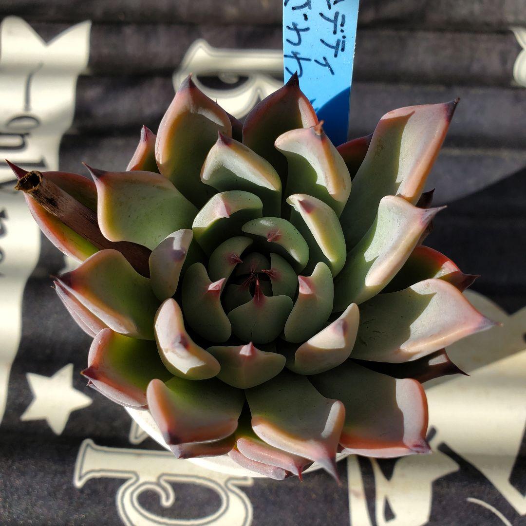 人気超激得 訳有り特価 多肉植物 ブランディティ×ざわわ 抜き苗 MTJmL-m67809146321 全国無料
