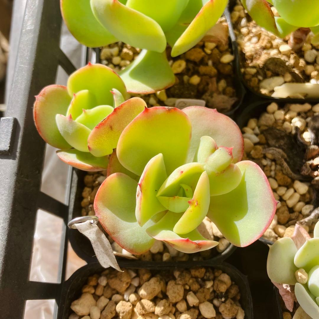 多肉 ☘️ ピーチプリデ 抜き苗 - メルカリ