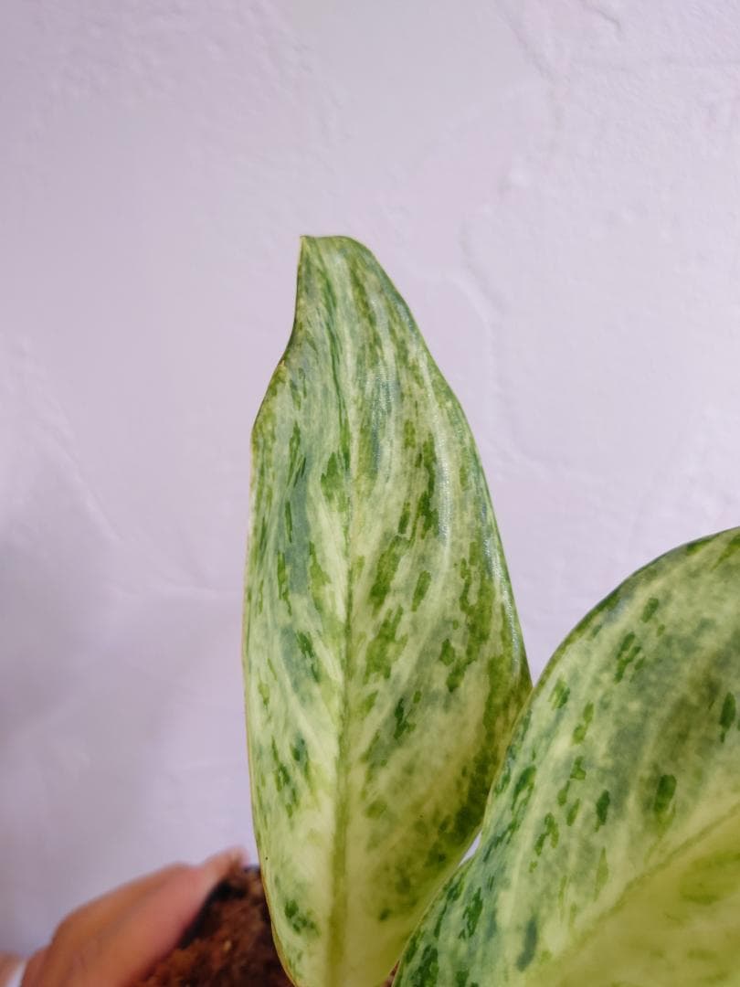 アグラオネマ 朝露 Aglaonema morning dew