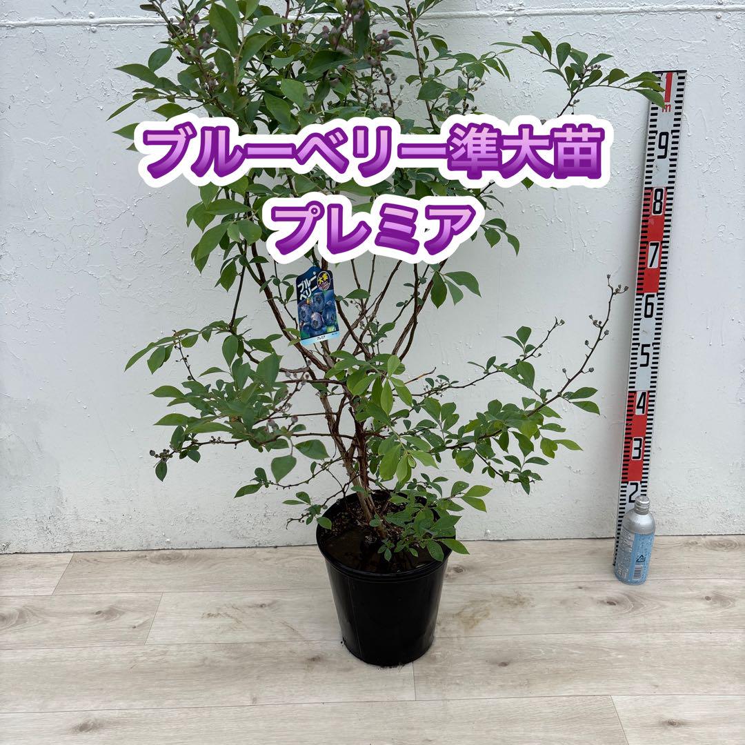 専用出品　ブルーベリー　Rラヒ　大苗10号鉢 ブルーベリー Rラヒ 大苗10号鉢