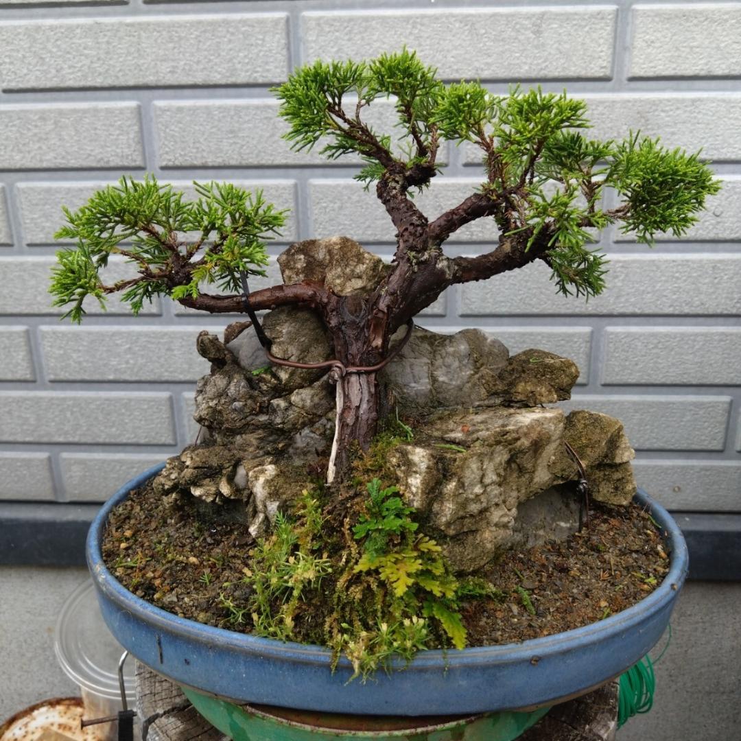 石化檜石付