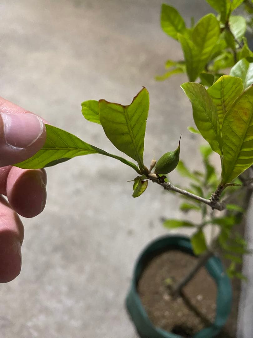 熱帯果樹 ミラクルフルーツ Synsepalum dulcificum YUZUMIYA_COM