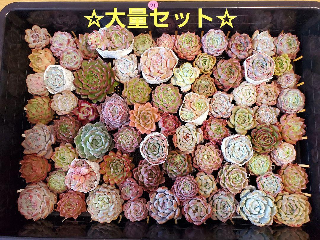 71.大量☆多肉植物　エケベリア　カット苗詰め合わせ　セット