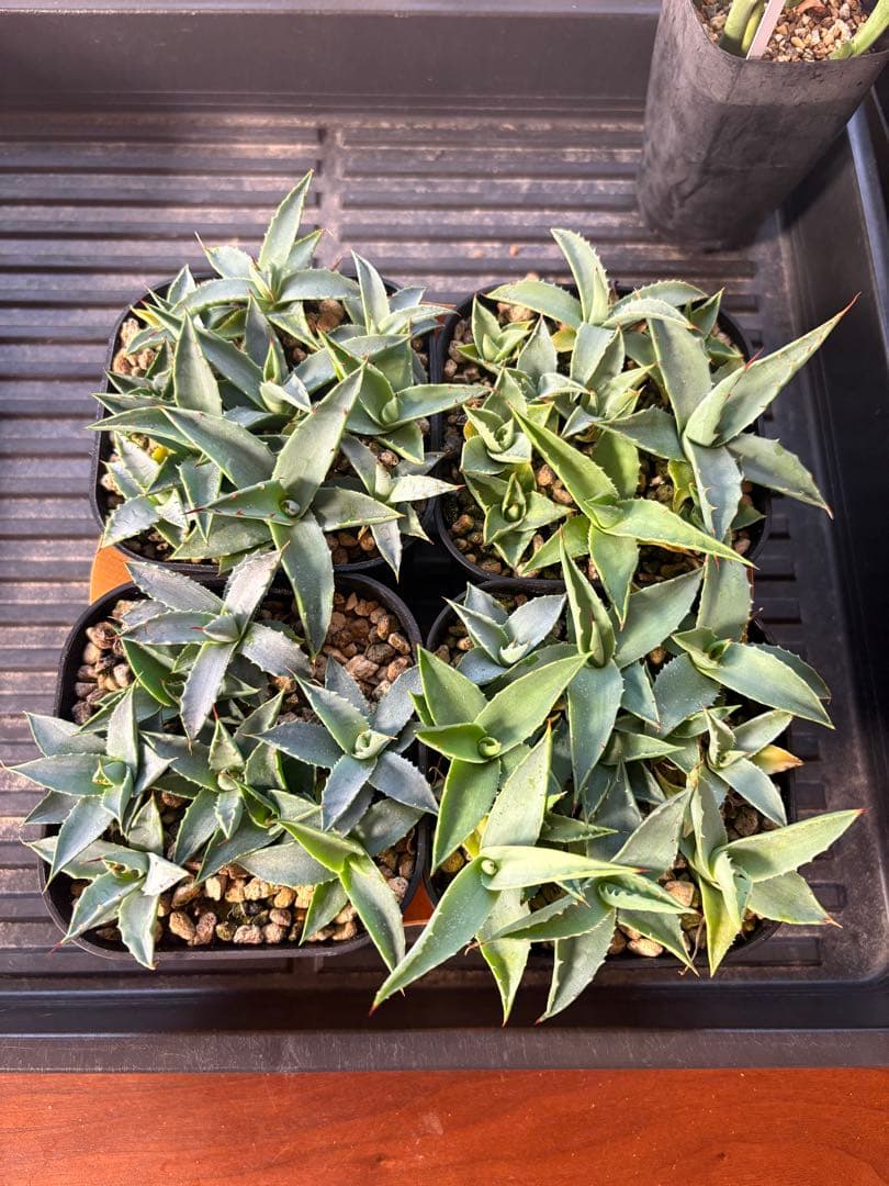 アガベ　エボリスピナ　コースクリュー　実生