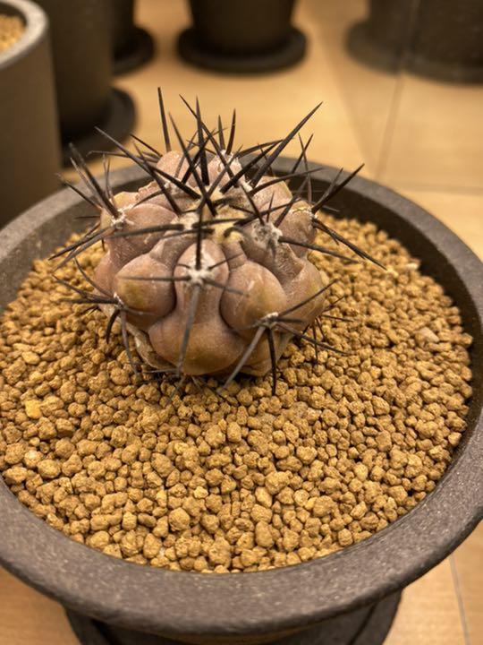 コピアポア 黒王丸　強刺　Copiapoa