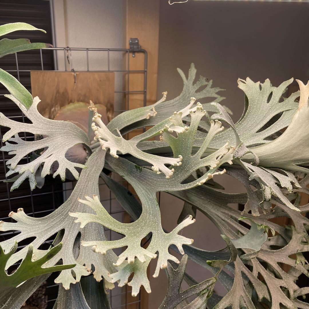 ビカクシダ E-1 カーリーコンパクト ビカクシダ 観葉植物 E-1 カーリーコンパクト 胞子 - メルカリ