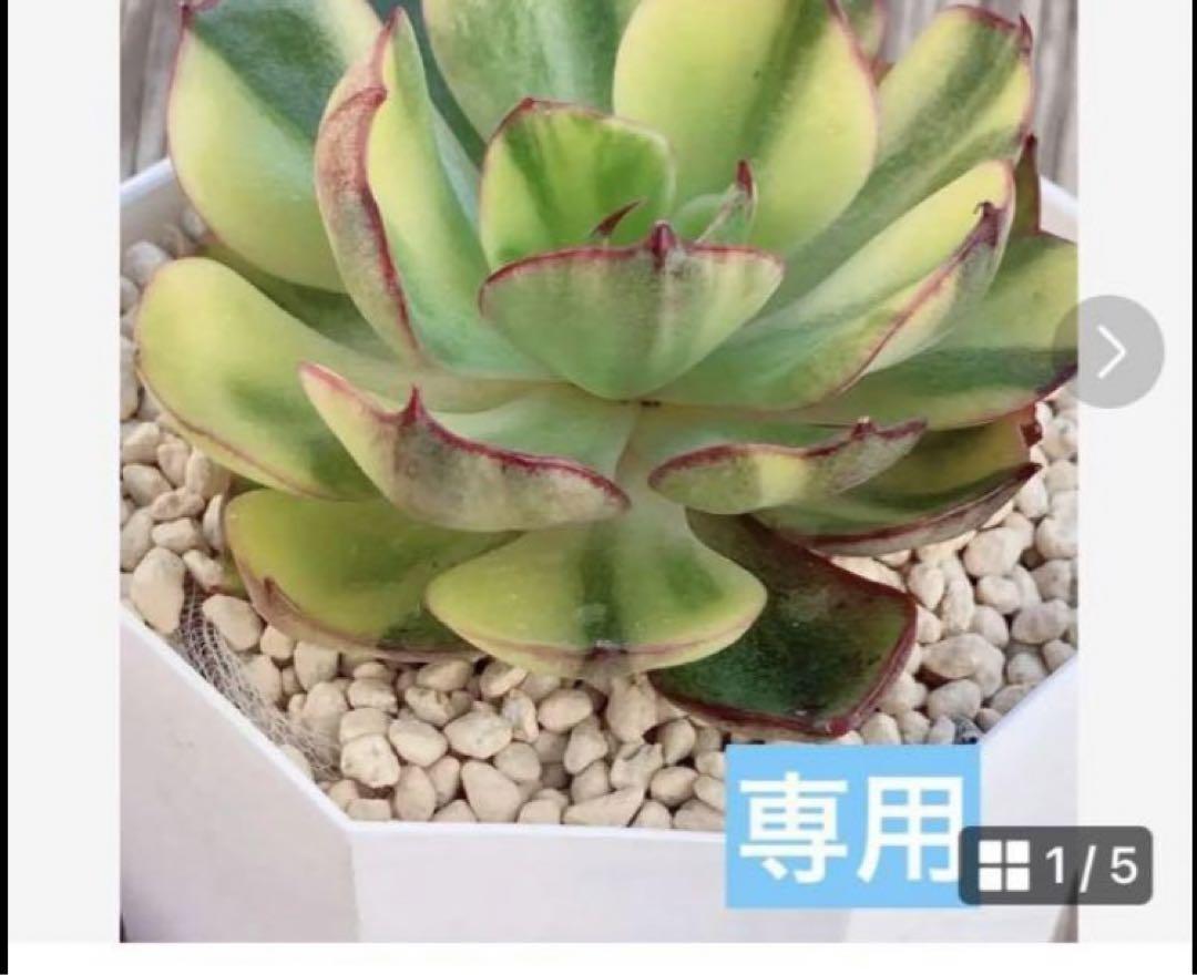 専用