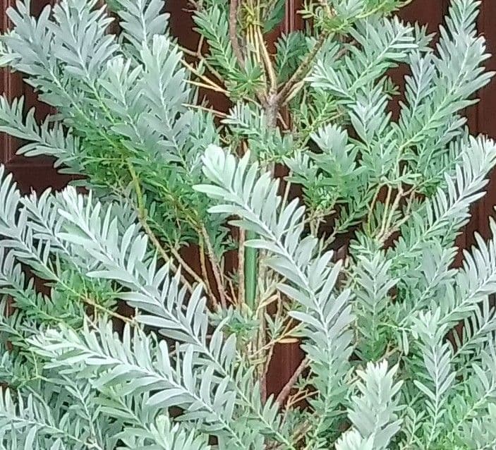 アカシアブルーブッシュ 180cm 10号鉢❗綺麗な樹形 大型 シルバーリーフ アカシアブルーブッシュ 180cm 10号鉢❗綺麗な樹形 大型 シルバーリーフ