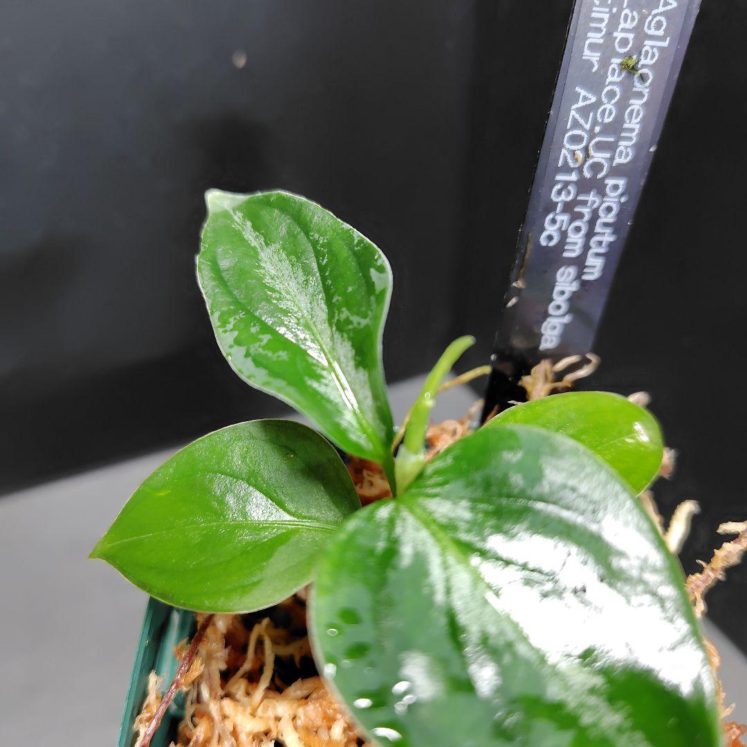 アグラオネマ ピクタム ラプラス Aglaonema Laplace