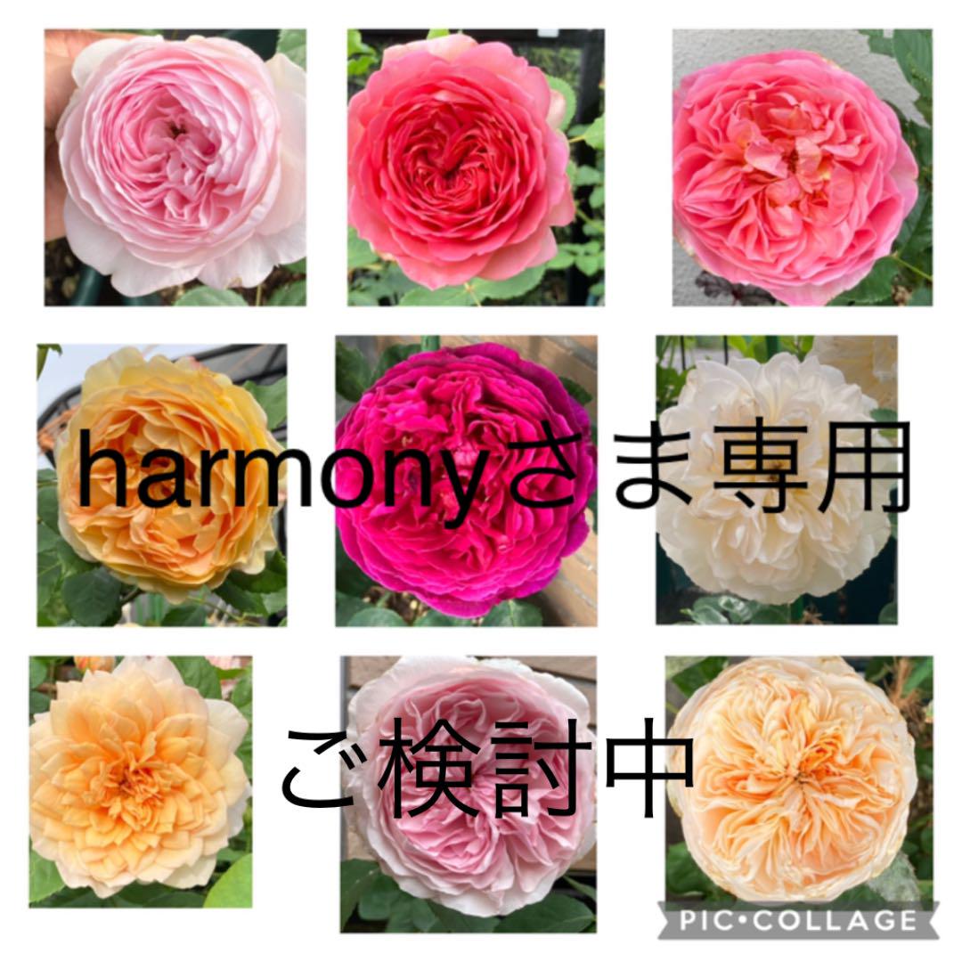 お花