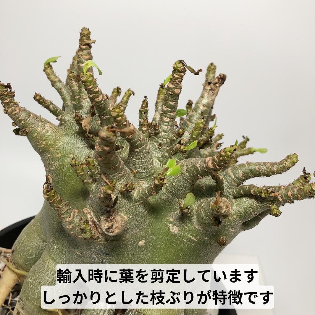 PA52　アデニウム　アラビカム　特大　8～9号　たこ足　美形　コーデックス ファッションなデザイン PA52 アデニウム アラビカム 特大 8～9