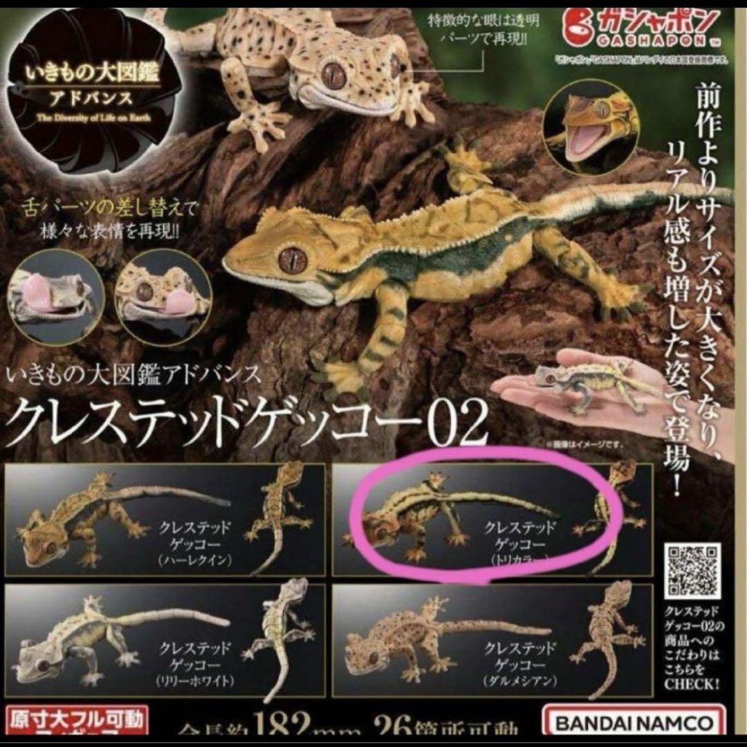 いきもの大図鑑アドバンス クレステッドゲッコー02 トリカラー