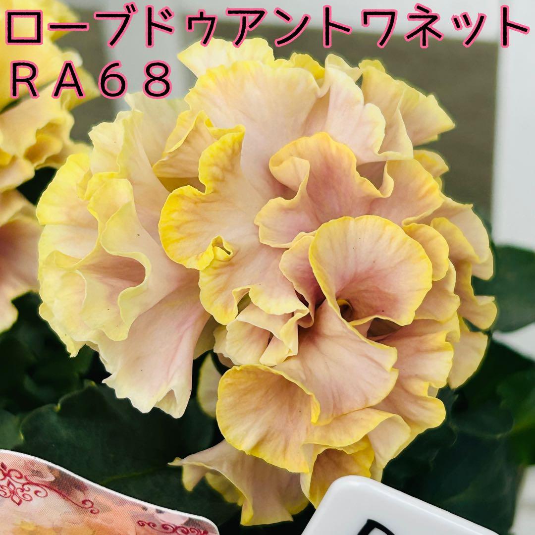 RA68♥サトウ園芸さん ローブドゥアントワネット ロココ♥超人気 RA68♥サトウ園芸さん ローブドゥアントワネット ロココ♥超人気