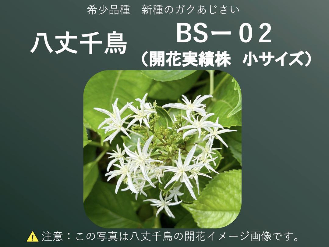 あじさい八丈千鳥　BS-02(開花実績株　小サイズ)
