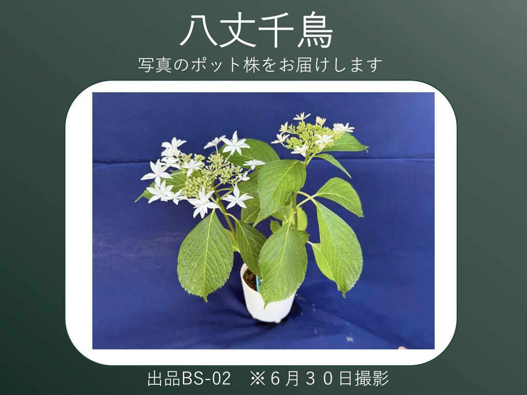 あじさい八丈千鳥　BS-02(開花実績株　小サイズ) あじさい八丈千鳥 BS-02(開花実績株 小サイズ) - メルカリ