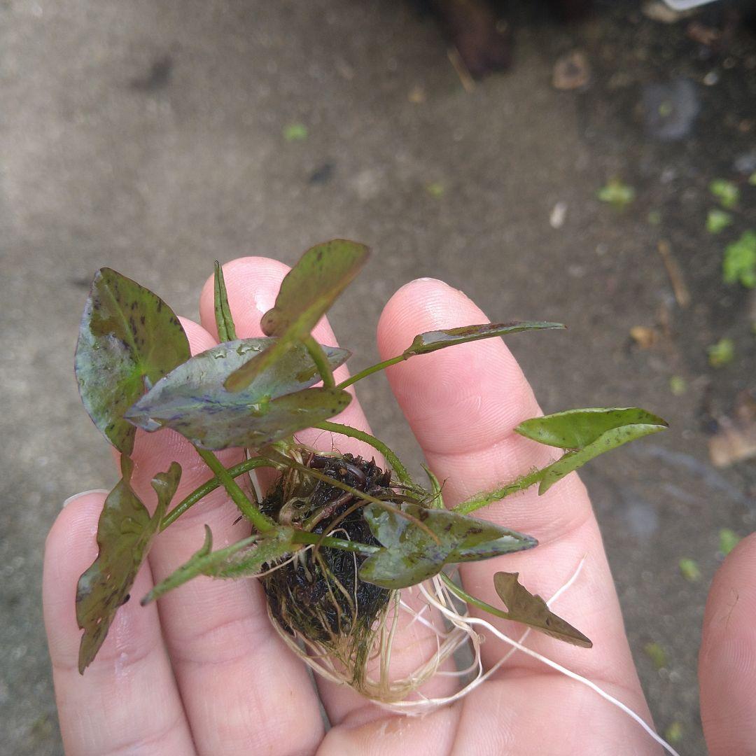 新作ウエア ニムファ・ペルーマルドナード産 斑入り 新芽3株付き 植物