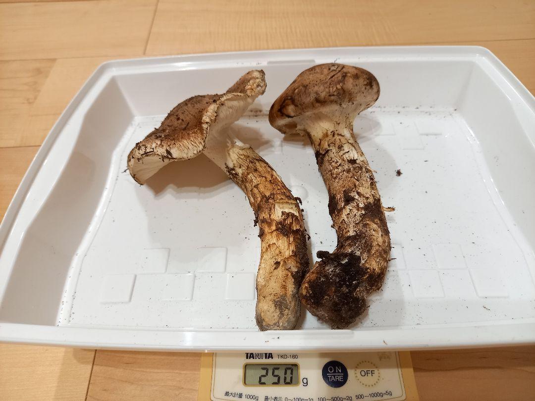 イノッチ様専用 山形県産天然まつたけ 上物500g 画像3