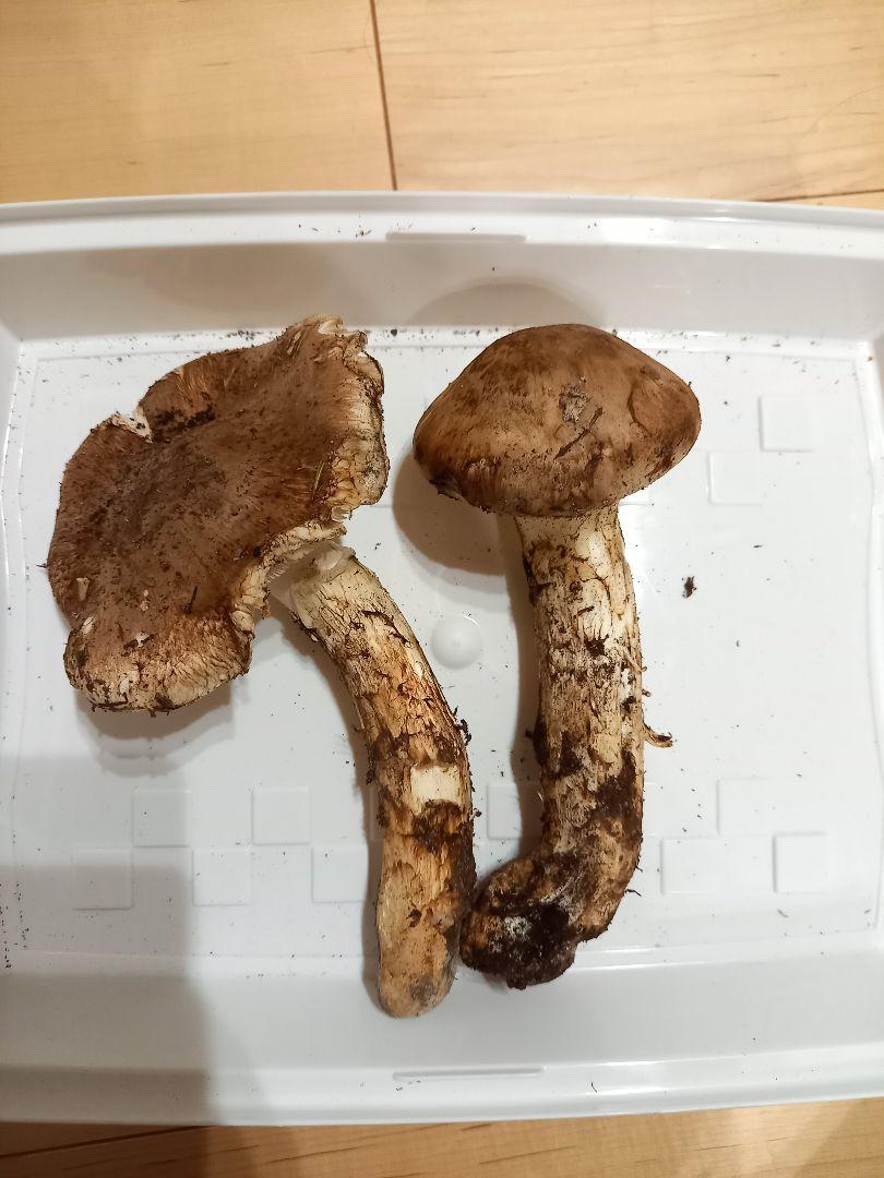 イノッチ様専用 山形県産天然まつたけ 上物500g 画像4