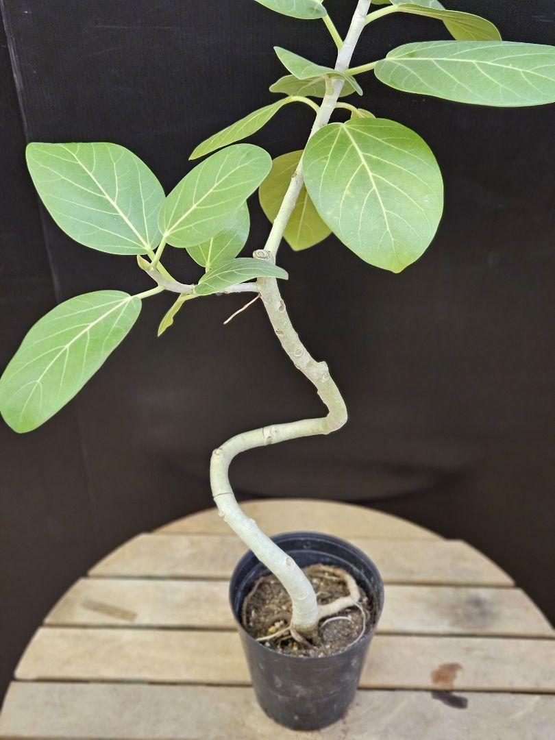 観葉植物 フィカス ベンガレンシス 6号鉢 人気の曲がりタイプ 極上品 優良株 観葉植物 フィカス ベンガレンシス 6号 曲り プラスチック鉢