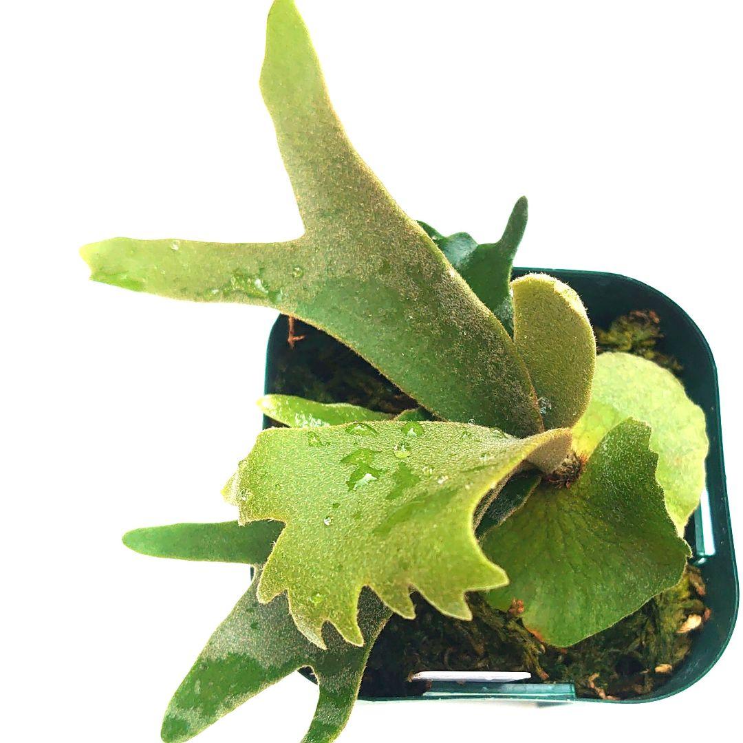 ②willnckii dowarfu 'nano´sp ビカクシダ