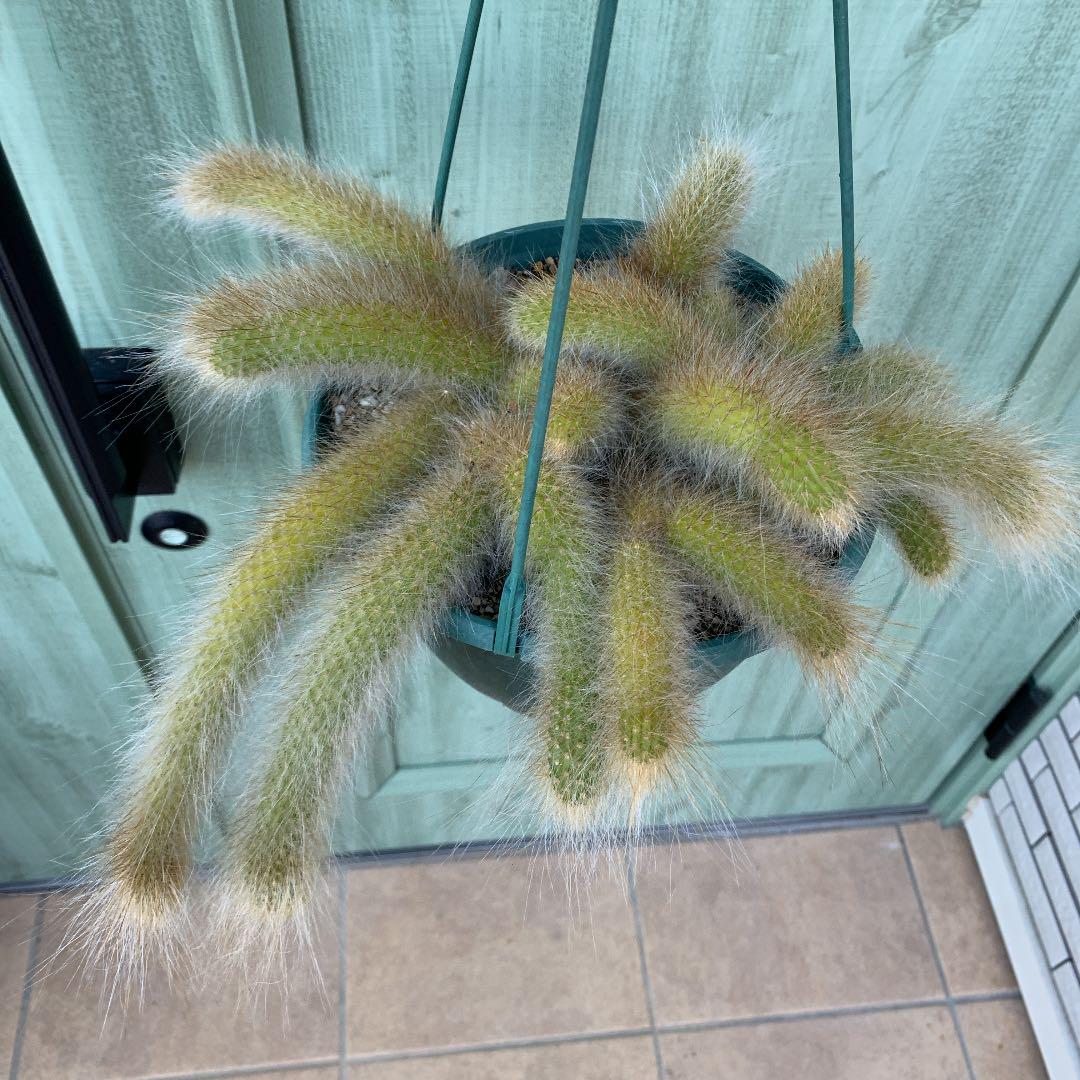ですので↧ 多肉植物 ヒルデウィンテラ Pzgi0-m68108926532 サボテン えください