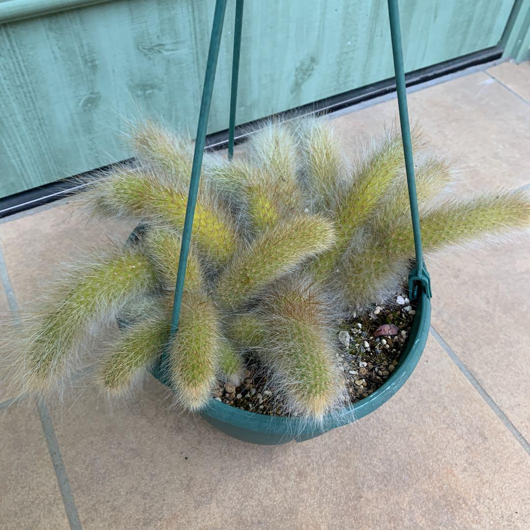 ですので↧ 多肉植物 ヒルデウィンテラ Pzgi0-m68108926532 サボテン えください