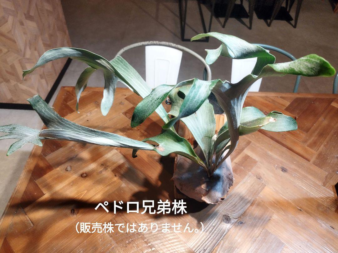 ビカクシダ5種セット　ペドロ、アーバンリバー、ベイチーvp#3、など ビカクシダ5種セットペドロ、アーバンリバー、ベイチーvp#3