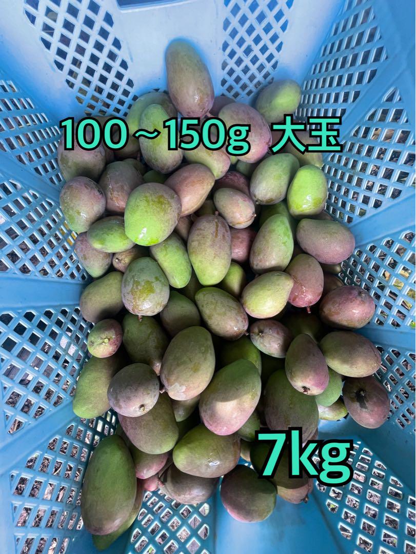 宮古島産　摘果マンゴー 7kg（送料込み）即日発送^ ^ 宮古島産 摘果マンゴー7kg（送料込み）即日発送^ ^ 果物