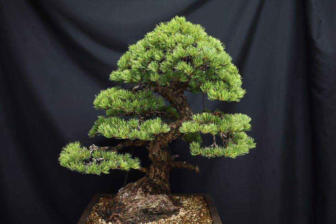 【五葉松】 樹高 67cm 大品盆栽