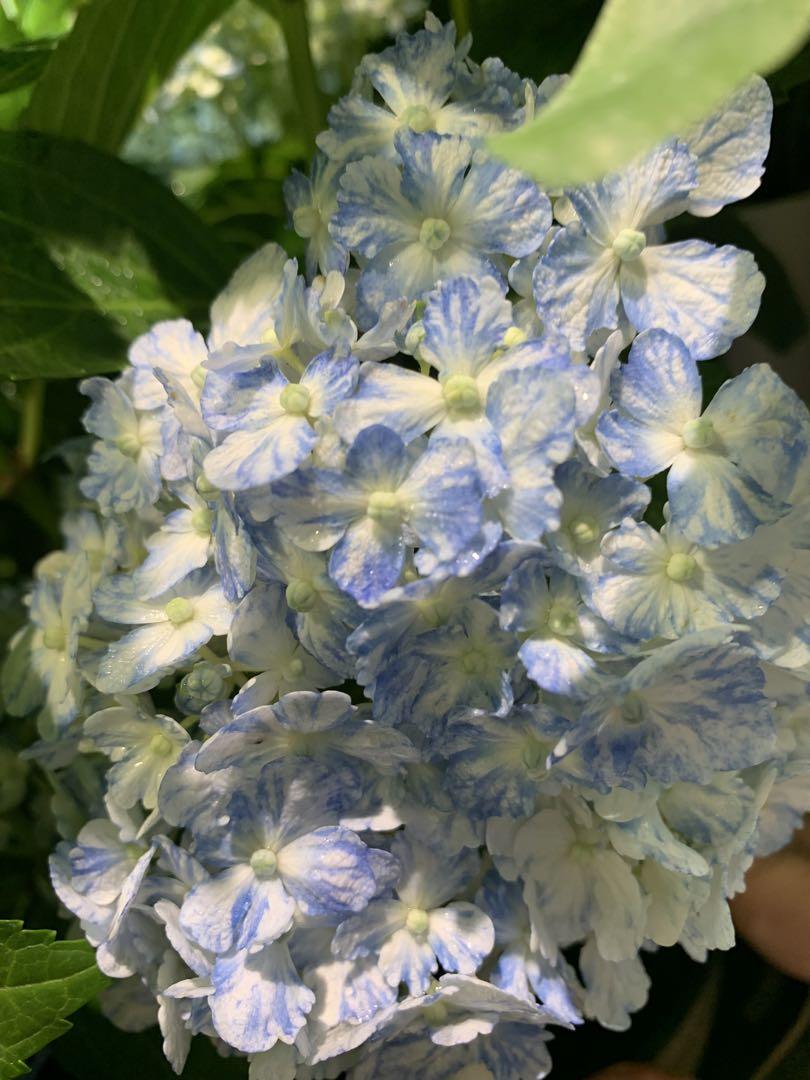 アジサイ鉢 有松 5号 自然開花株