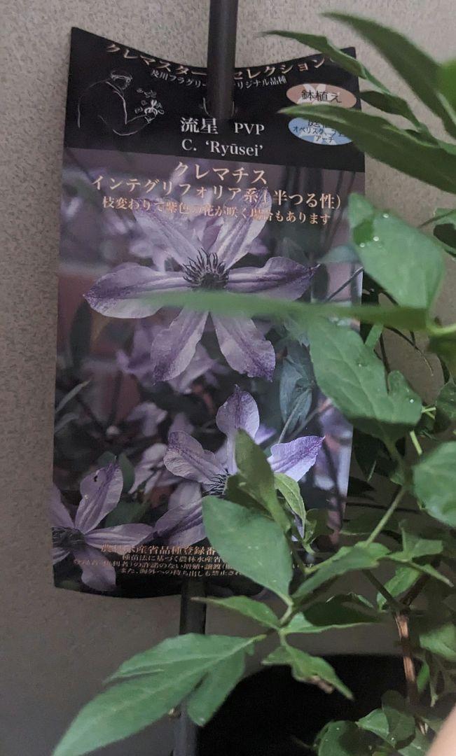 希少　クレマチス　流星　正規品　大株　開花後