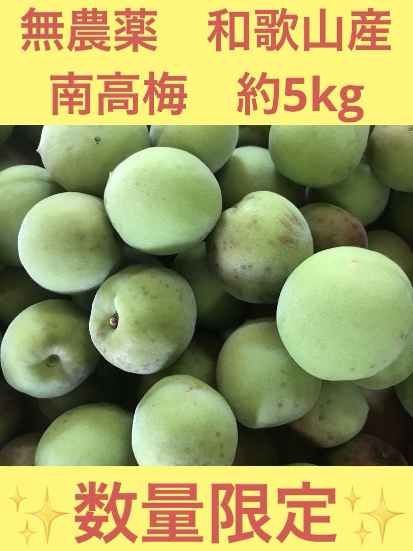 【✨訳あり　農薬不使用　和歌山産　南高梅　 約5kg 農家直送便✨】