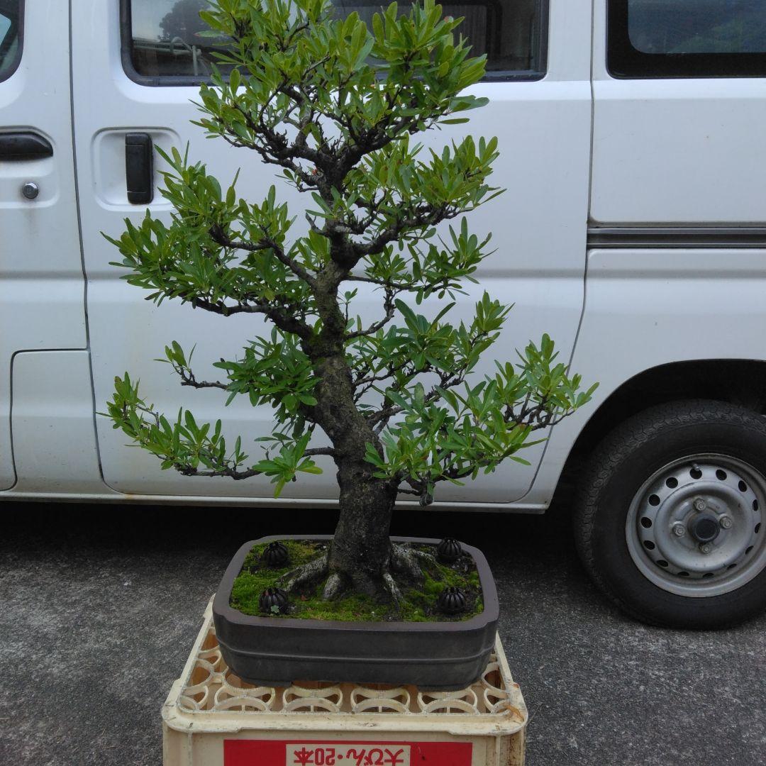 ピラカンサ [根上がり半懸崖] 小品盆栽 盆栽