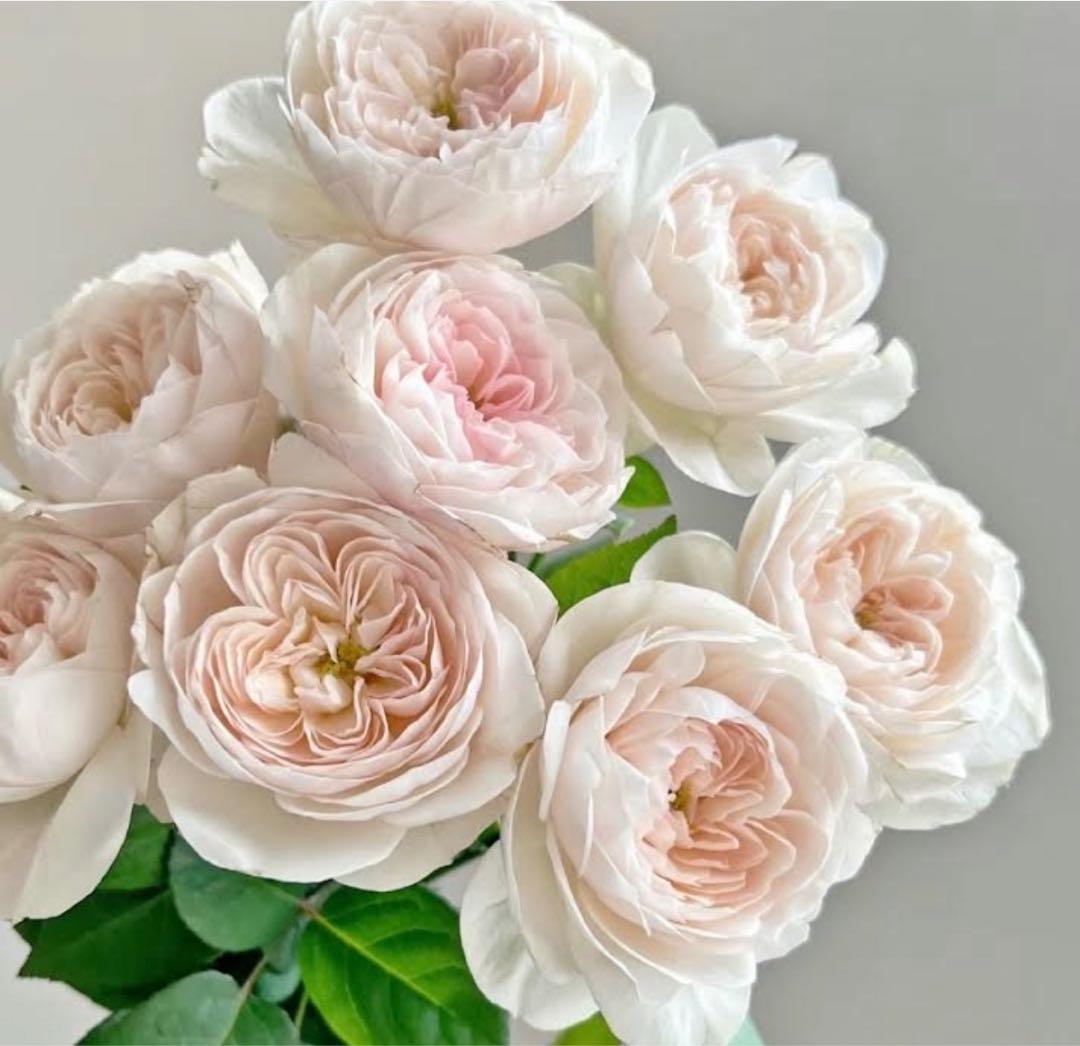 ♡様