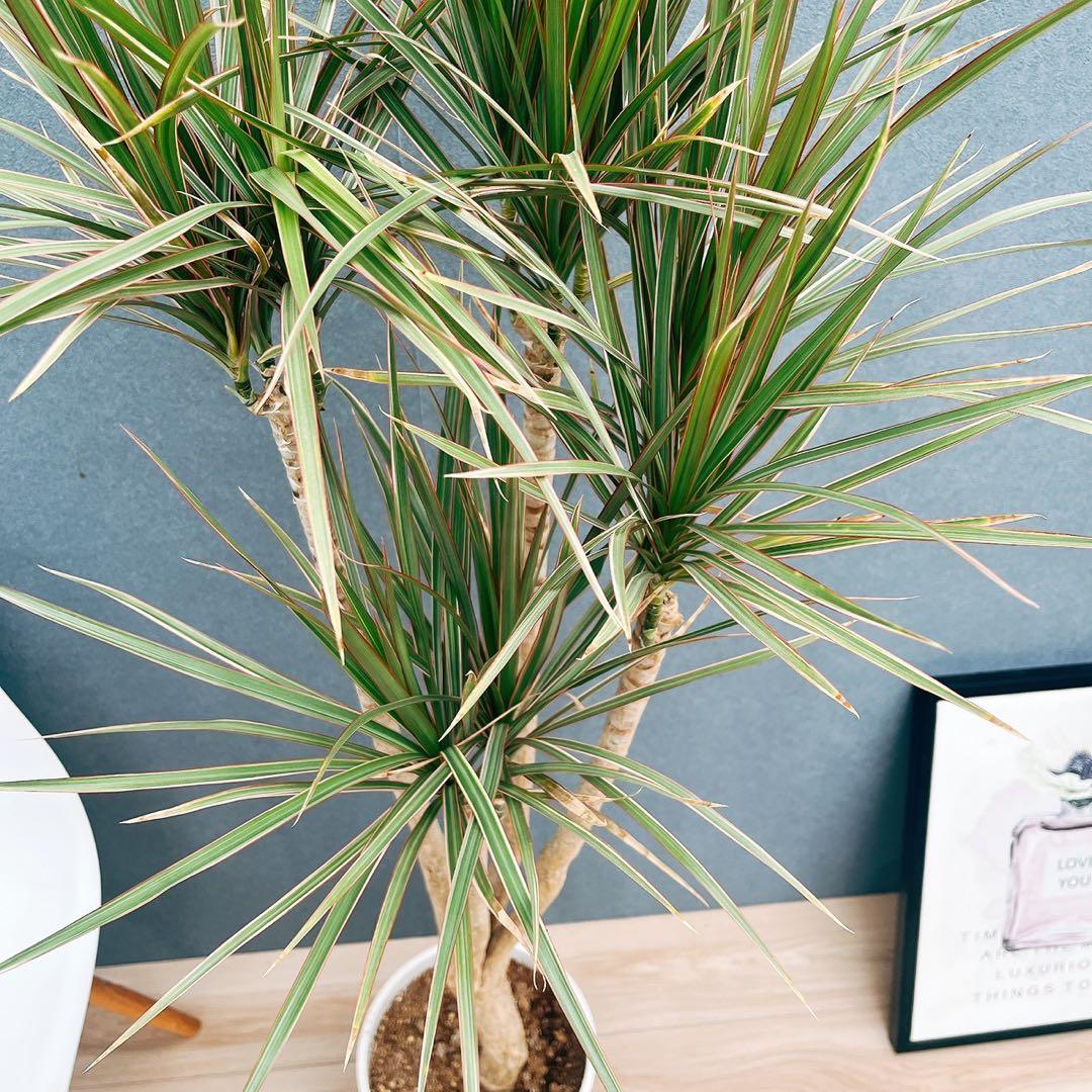 現品 4番 ドラセナ コンシンネ トリカラー 観葉植物 室内 8号 かっこいい新品、♥ YUZUMIYA_COM