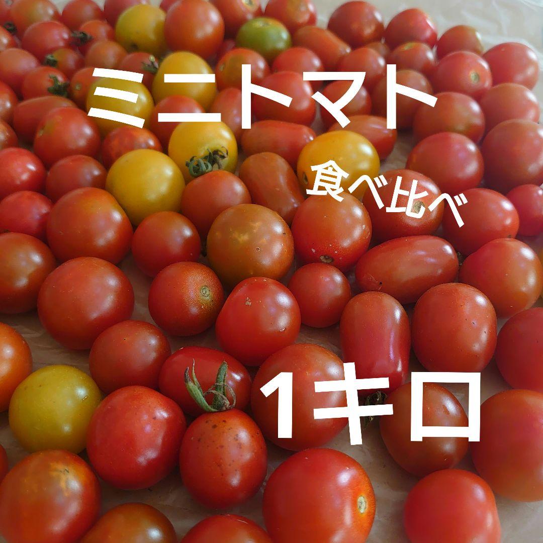 SALE/79%OFF】 山梨 無農薬 ミニトマト 食べ比べ ネコポス配送