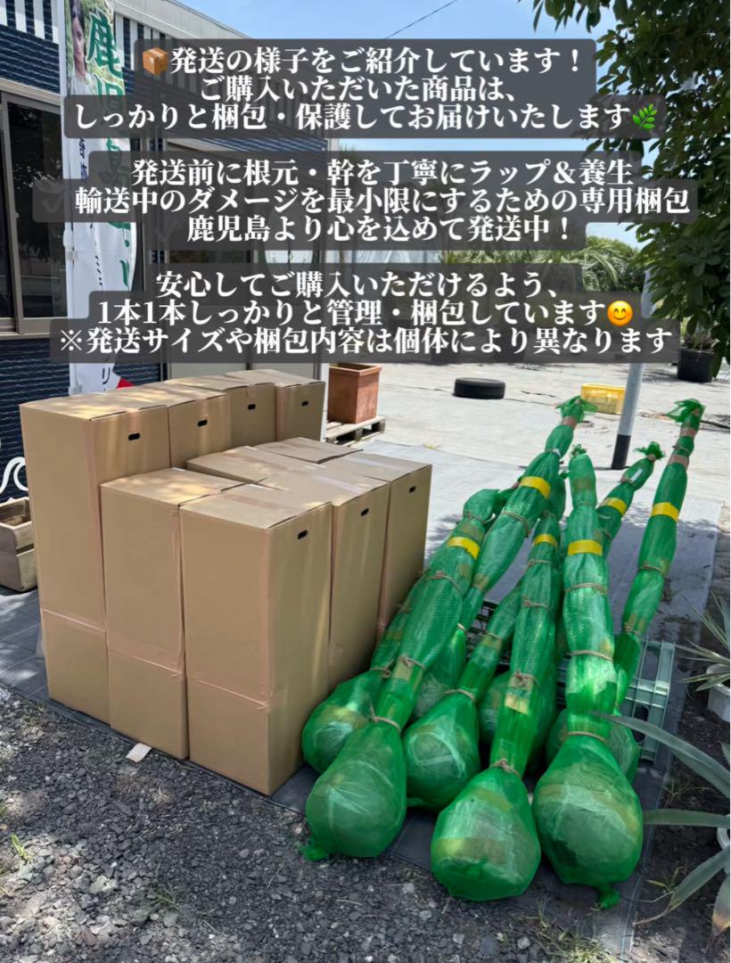ココスヤシ 【極太】 双子2本立葉先140cm 幹回り60cm 幹高20cm