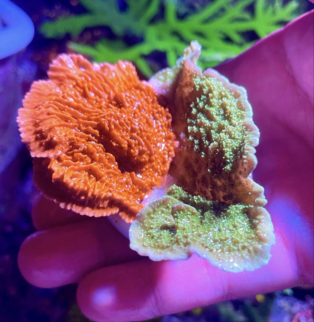ウスコモンサンゴ RedとGreen 7X3,5cm