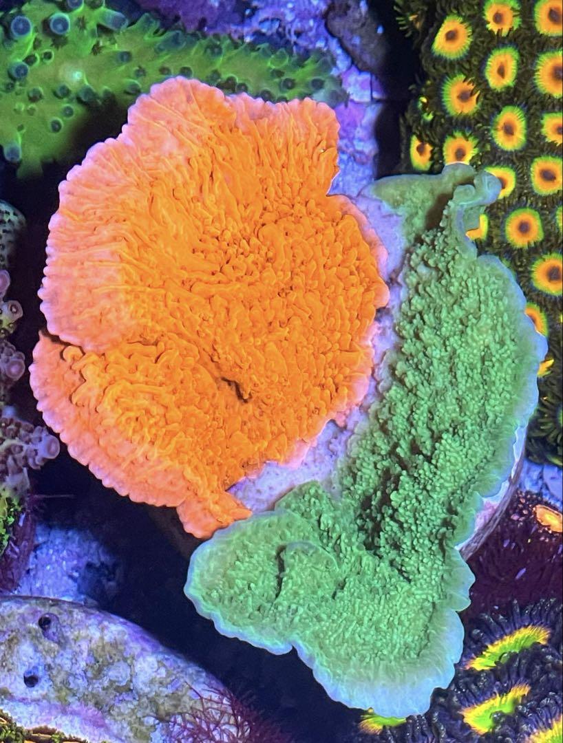 ウスコモンサンゴ RedとGreen 7X3,5cm