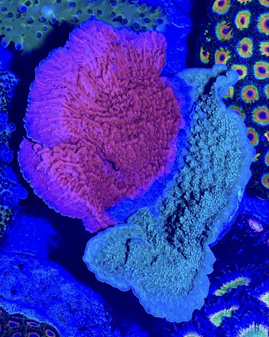 ウスコモンサンゴ RedとGreen 7X3,5cm