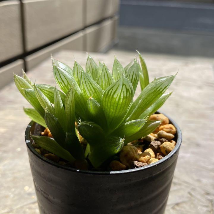 120円 最大62%オフ! 多肉植物 ハオルチア 青雲の舞 7.5cmポット苗 120円 最大62%オフ! 多肉植物 ハオルチア 青雲の舞 7.5cmポット苗