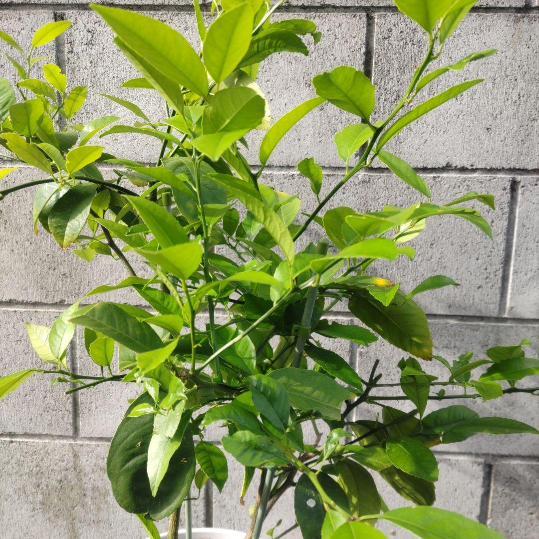 レモン苗木 農薬不使用 アゲハチョウ幼虫餌 レモン苗木 農薬不使用 アゲハチョウ幼虫餌