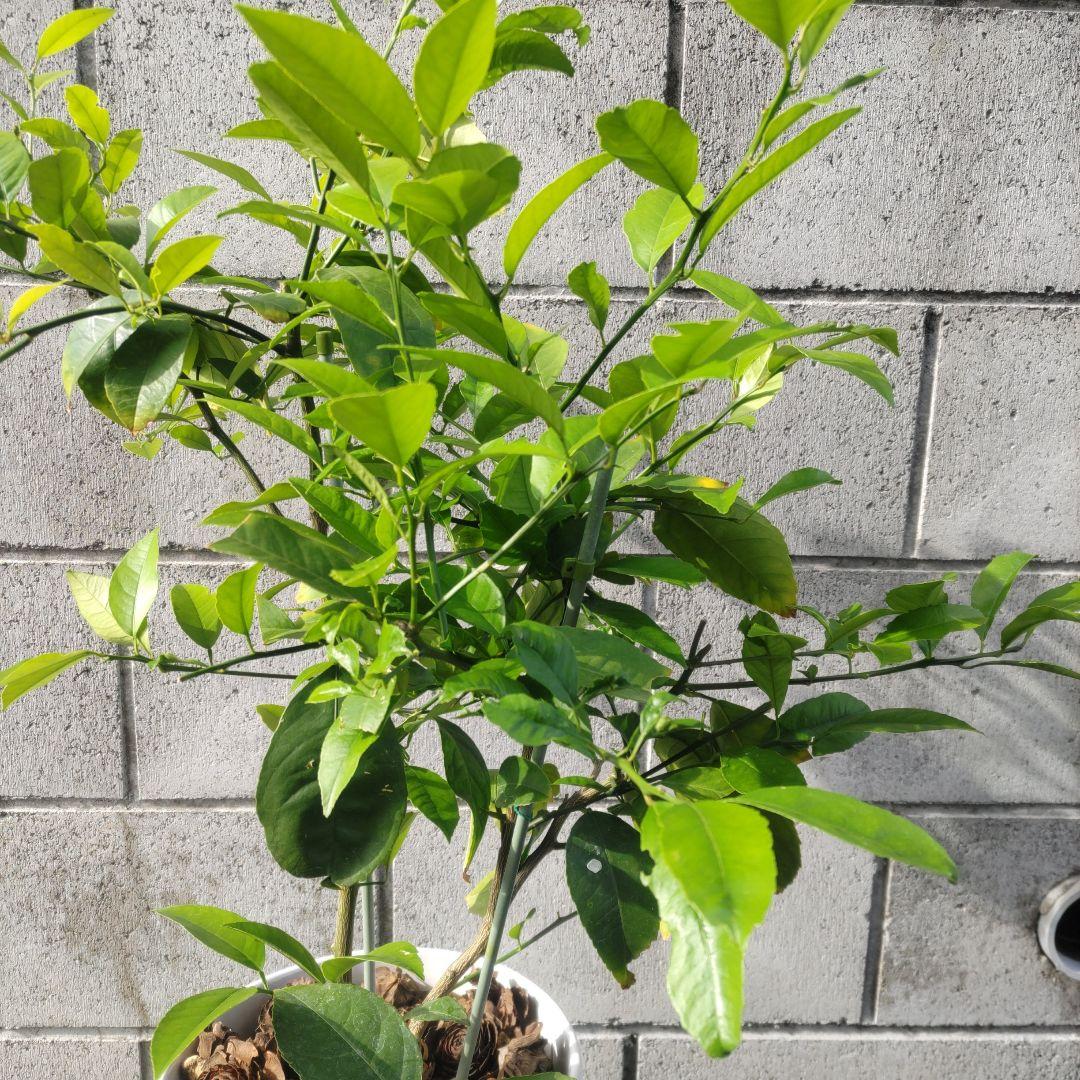 レモン苗木 農薬不使用 アゲハチョウ幼虫餌 レモン苗木 農薬不使用 アゲハチョウ幼虫餌