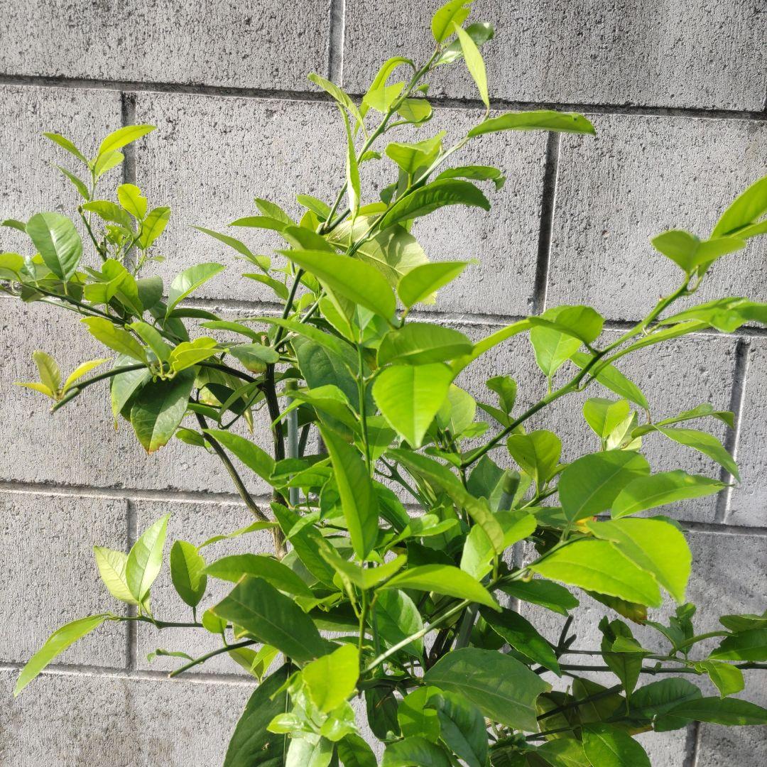 レモン苗木 農薬不使用 アゲハチョウ幼虫餌 レモン苗木 農薬不使用 アゲハチョウ幼虫餌