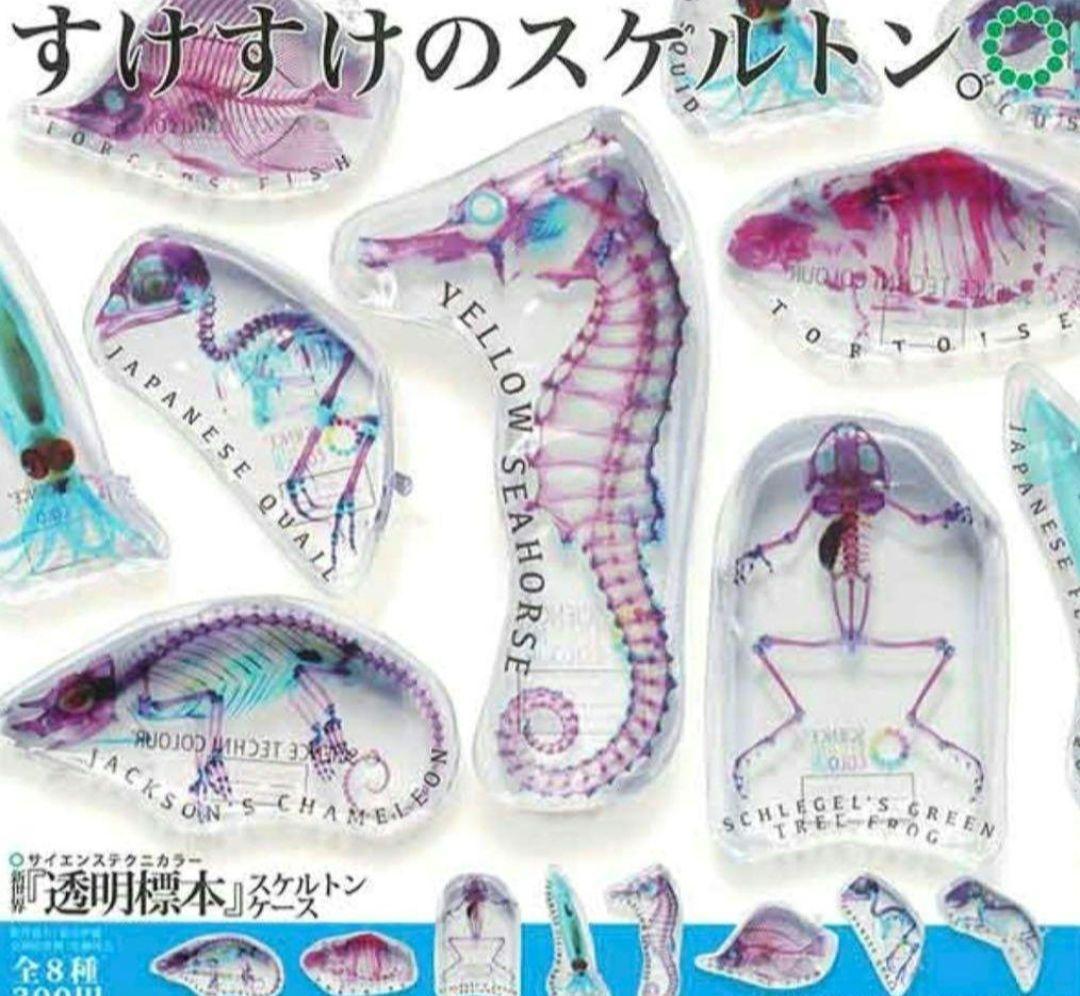 透明骨格標本 ガチャ アクリルキーホルダー 2個 - メルカリ