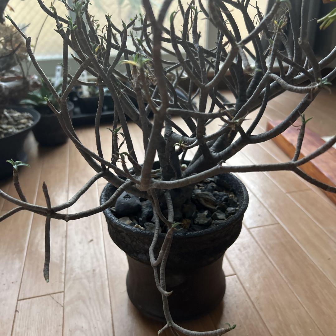 ユーフォルビア　バルサミフェラ