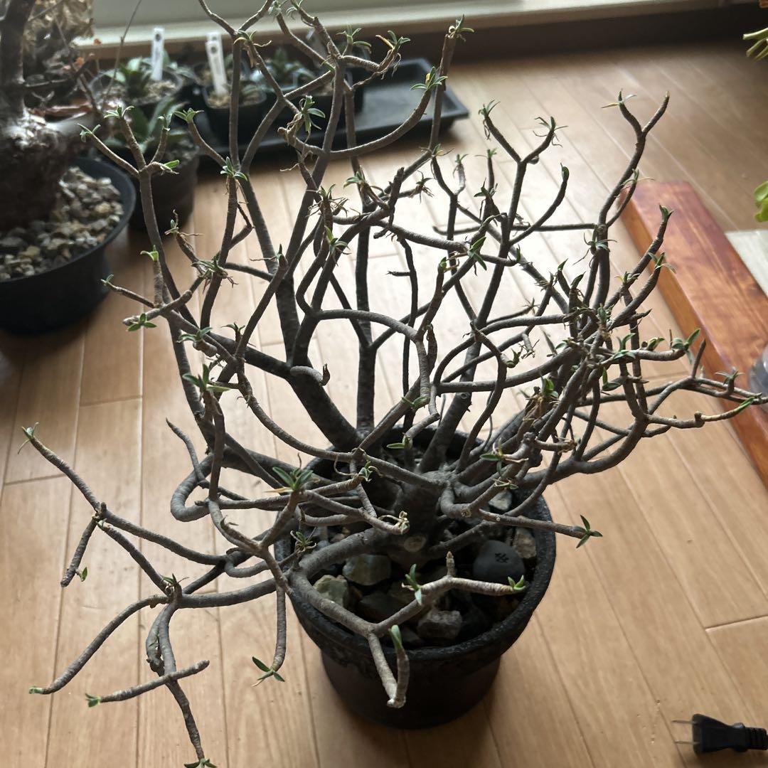 ユーフォルビア　バルサミフェラ